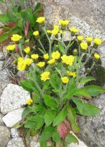 Düngung von Erdbeeren 79 Jestřábník