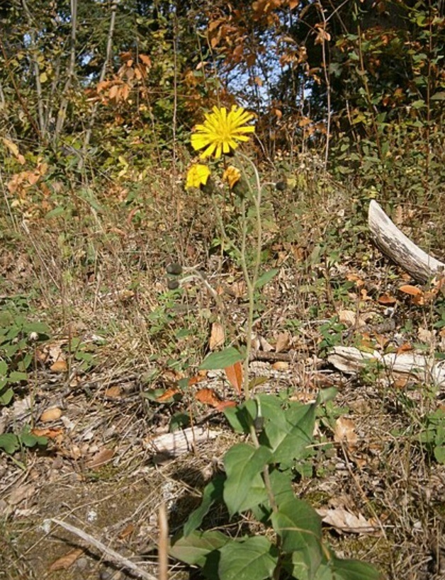 Jestřábník - Hieracium