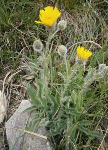 Jestřábník huňatý - Hieracium villosum