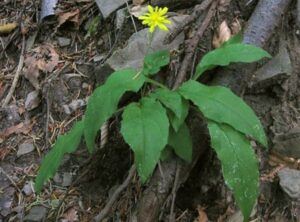 Jestřábník hroznatý - Hieracium racemosum