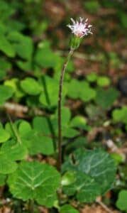 Podbělice alpská - Homogyne alpina