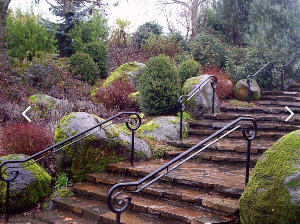 Podbělice alpská v zahradě