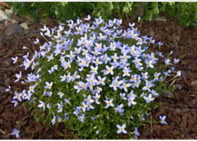 Houstonie modrá - Houstonia caerulea