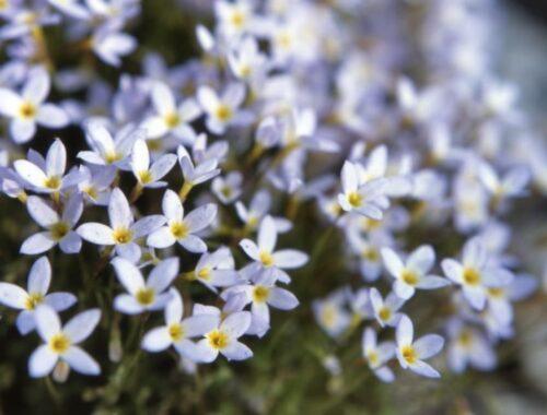 Houstonie - Houstonia