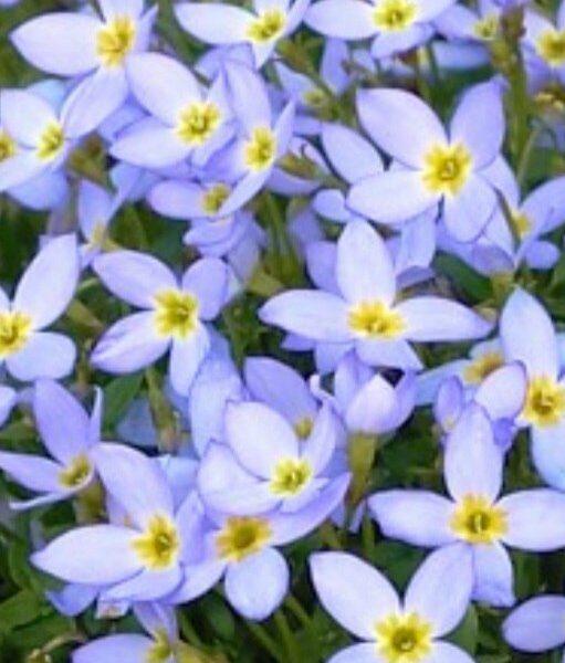 Houstonie modrá květ - Houstonia caerulea