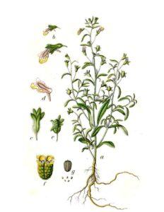 Hledíček - kresba částí rostliny