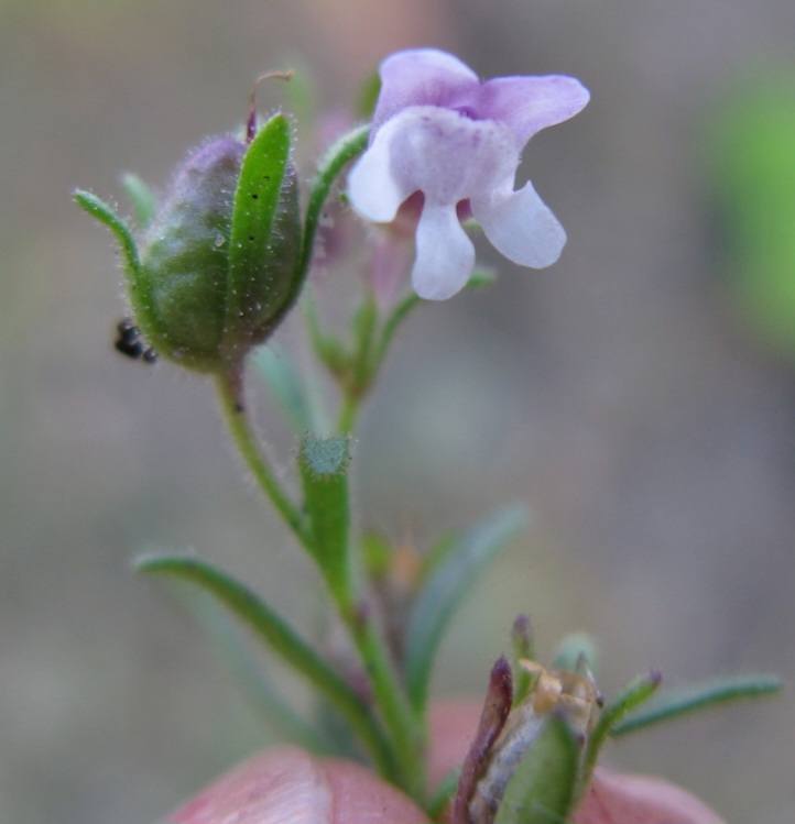 hledíček - Chaenorrhinum