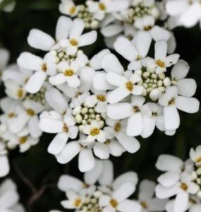 Düngung von Erdbeeren 83 Iberka květ - Iberis