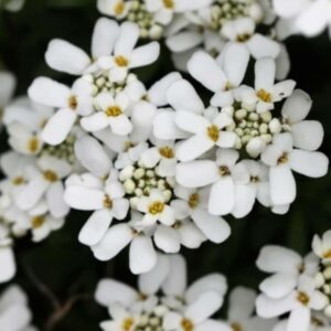 Iberka květ - Iberis