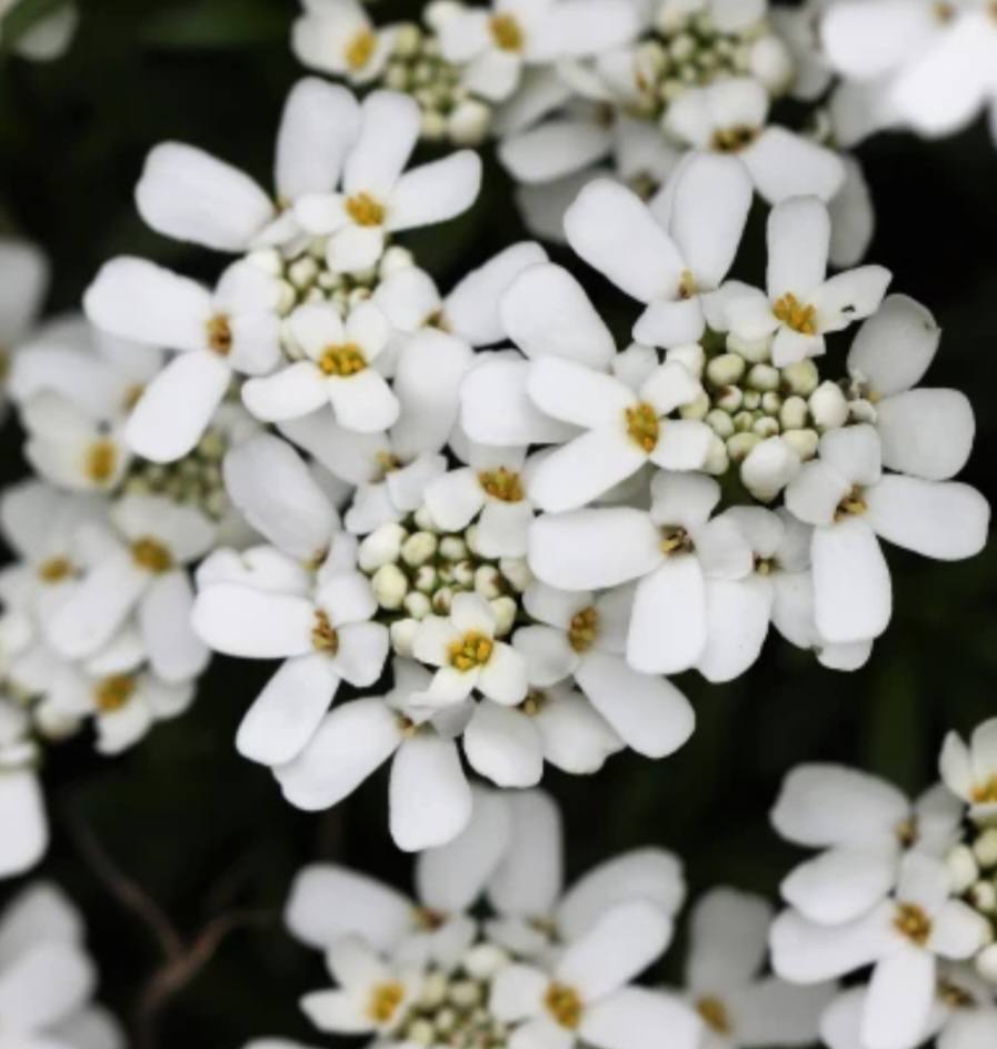 Iberka květ - Iberis