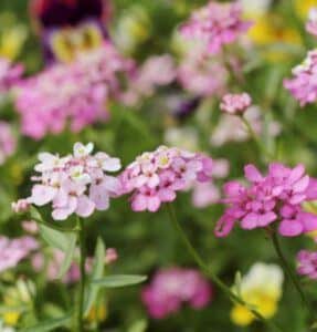 Iberka okoličnatá - Iberis umbellata