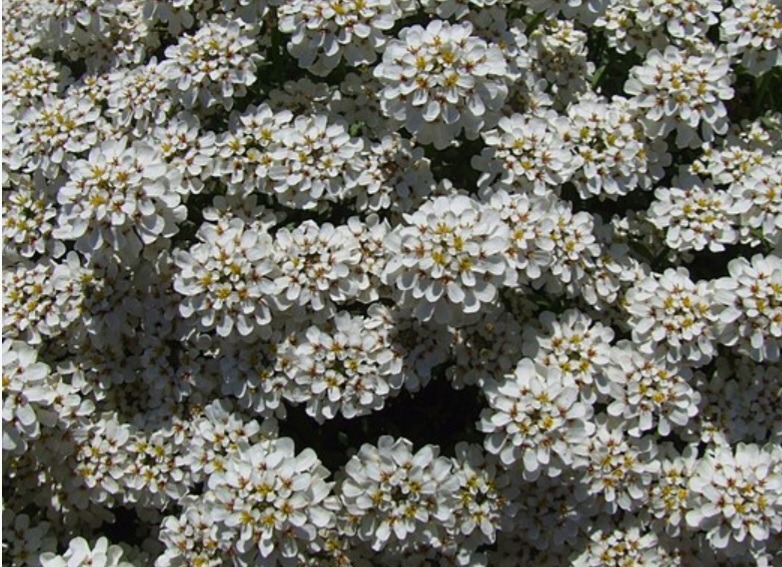 iberka stálezelená - Iberis sempervirens