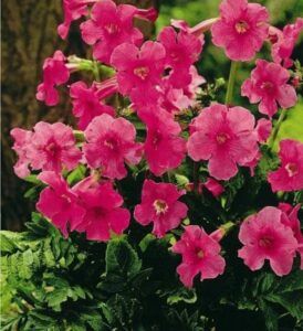 Düngung von Erdbeeren 84 Dvojostnice