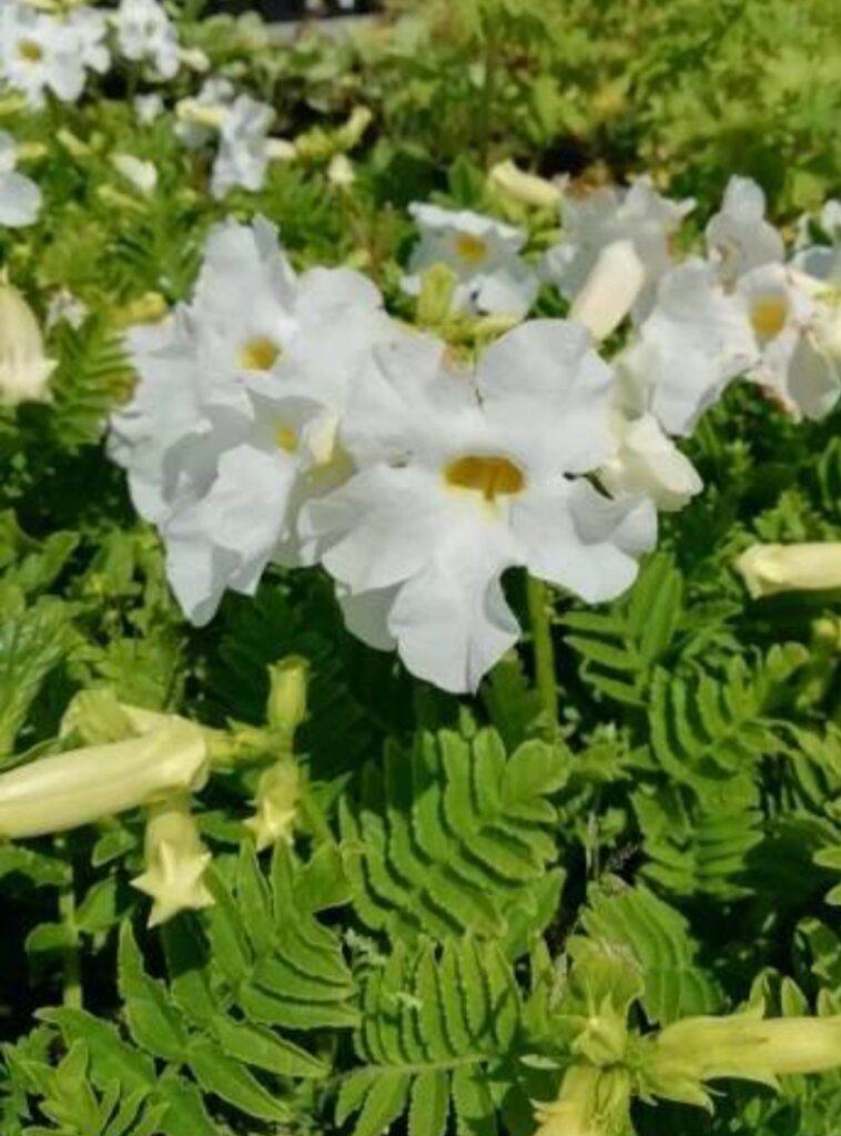 dvojostice - Incarvillea