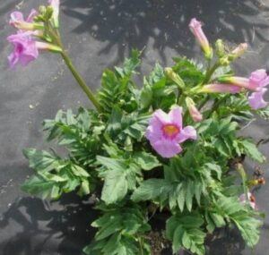 dvojostnice Delavayova - Incarvillea delavayi