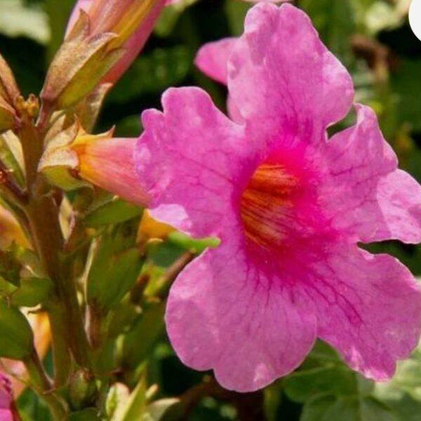 dvojostnice Delavayova květ - Incarvillea delavayi