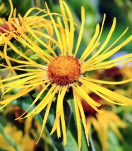 Düngung von Erdbeeren 85 Oman květ