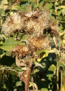 Oman pravý - Inula helenium