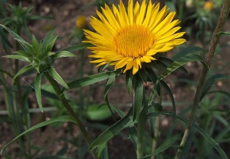 Oman mečolistý - Inula ensifolia
