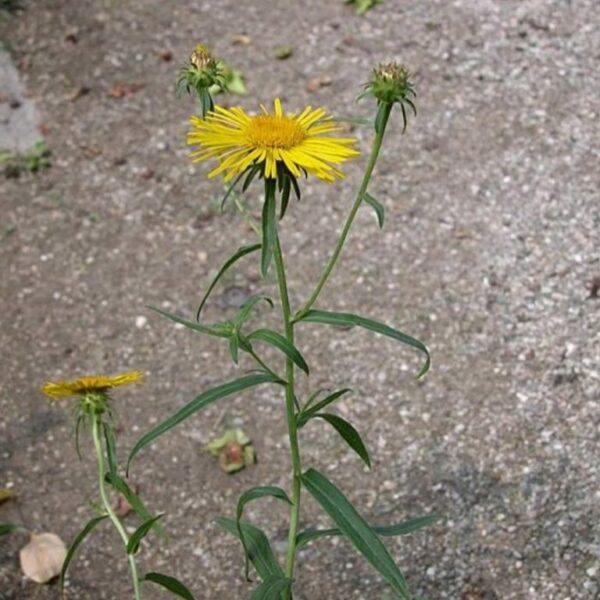 Oman vrbolistý - Inula salicina