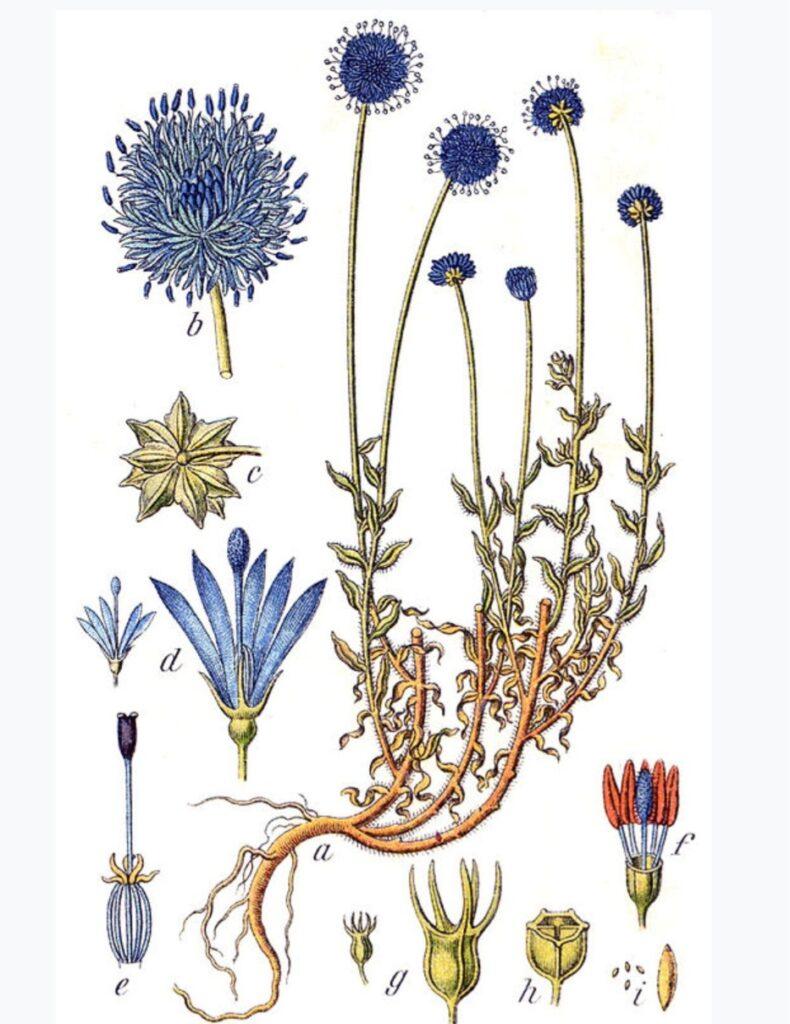 pavinec kresba čístí rostliny