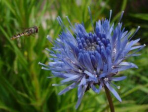 Düngung von Erdbeeren 86 Pavinec vytrvalý - Jasione laevis