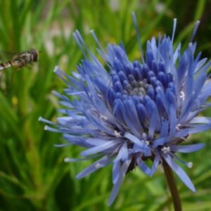 Pavinec vytrvalý - Jasione laevis