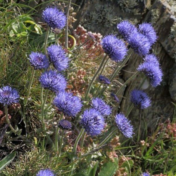 Pavinec horský - Jasione montana