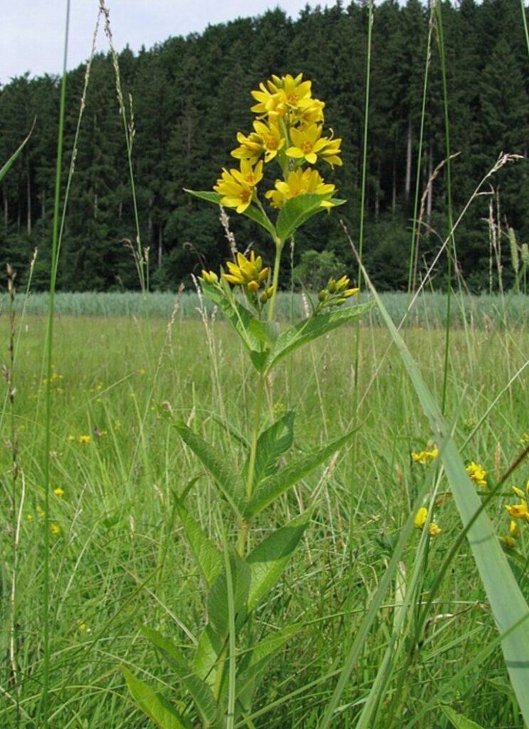Vrbina - Lysimachia