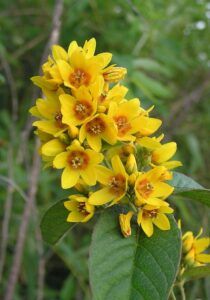 Vrbina obecná - Lysimachia vulgaris