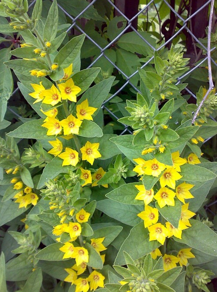 Vrbina tečkovaná - Lysimachia punctata
