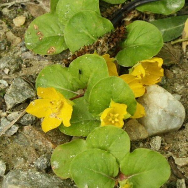 Vrbina penízková - Lysimachia nummularia