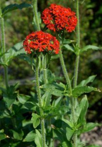 Kohoutek plamenný - Lychnis chalcedonica