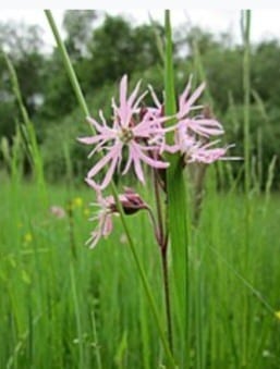 Kohoutek luční - Lychnis flos-cuculi