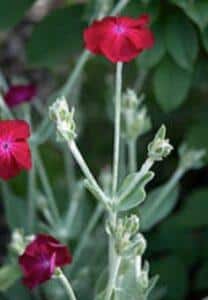 Kohoutek věncový - Lychnis coronaria