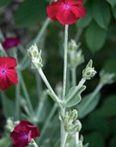 Kohoutek věncový - Lychnis coronaria
