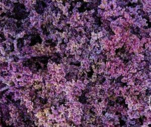 Düngung von Erdbeeren 89 Statice - Limonium