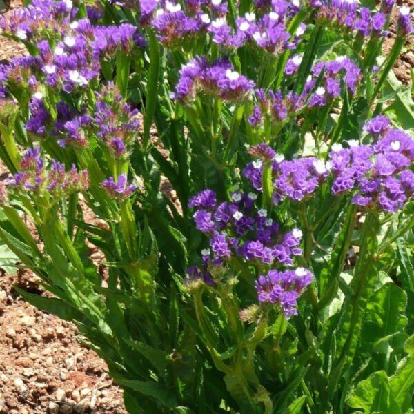 Statice limonium perezii