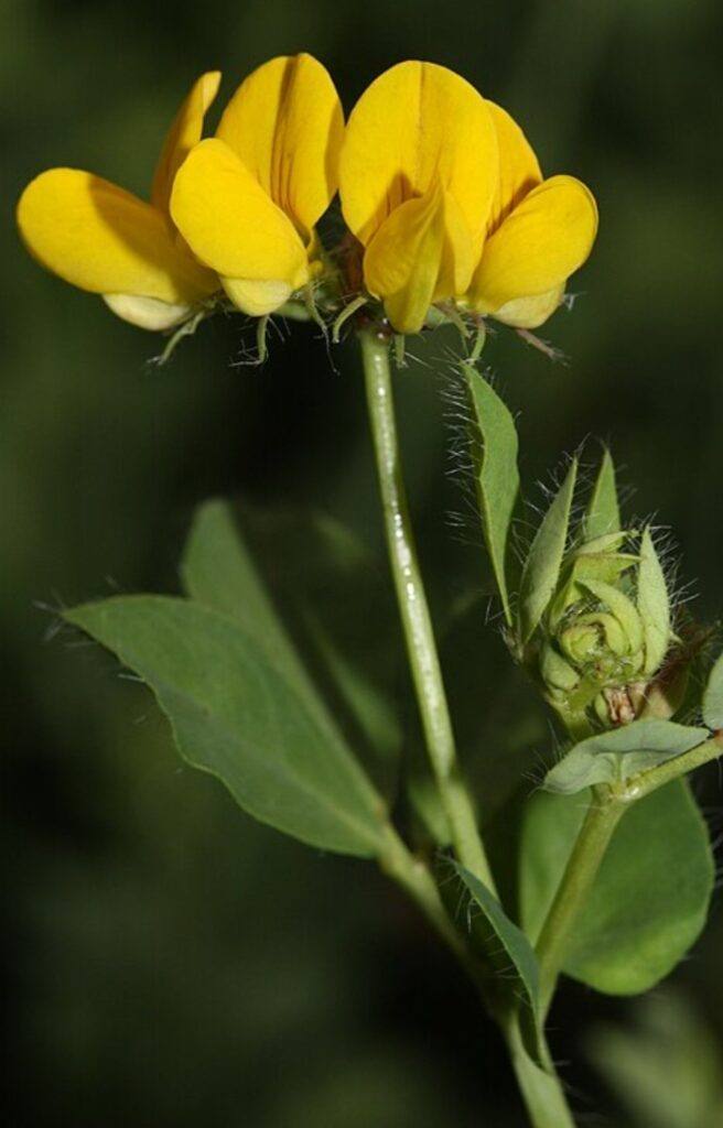 Štírovník - lotus