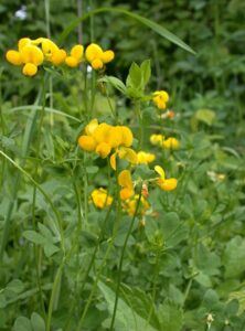 Düngung von Erdbeeren 91 Štírovník