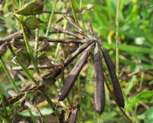 Štírovník růžkatý - Lotus corniculatus
