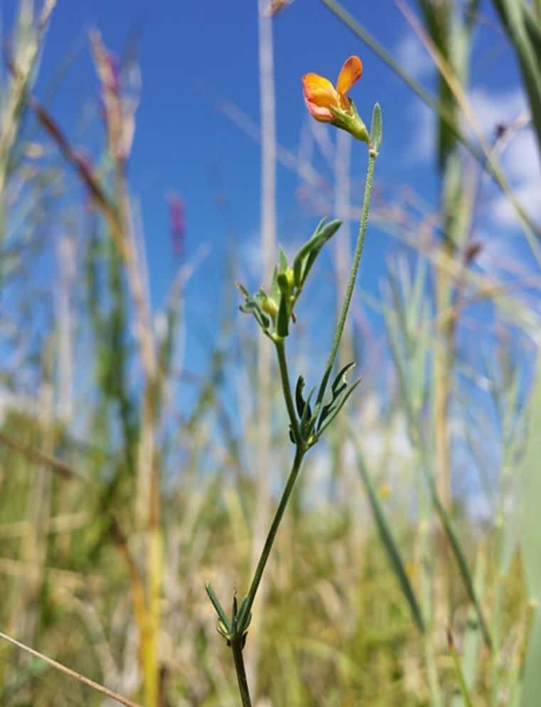 Štírovník tenkolistý - Lotus tenuis