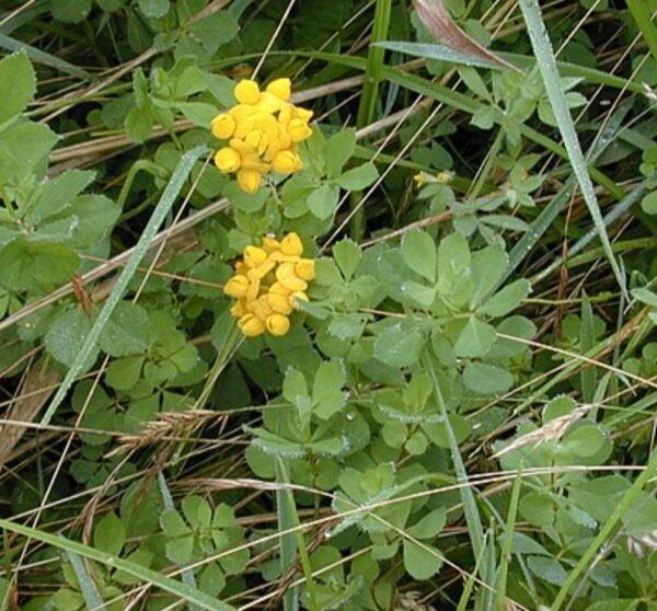 Štírovník bažinný - Lotus pedunculatus