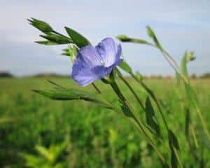 Düngung von Erdbeeren 94 Len