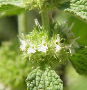 jablečník detail květ