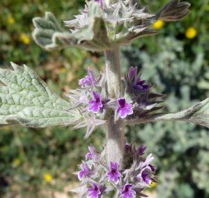 Jablečník detail květu