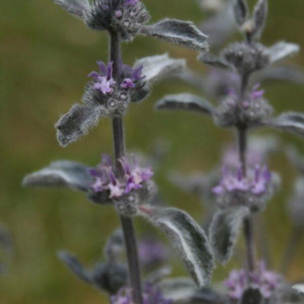 Jablečník - marrubium