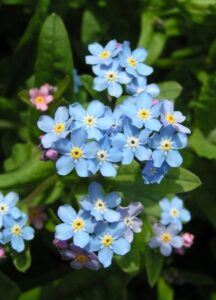Pomněnka lesní - Myosotis silvatica