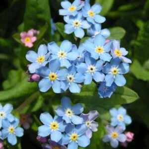 Pomněnka lesní - Myosotis silvatica