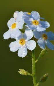 Pomněnka bahenní - Myosotis palustris